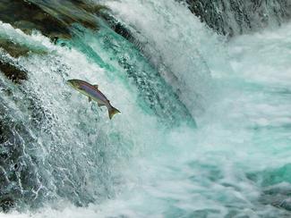 Les poissons boivent-ils de l'eau ?