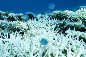 Climat : le blanchissement mondial des coraux bat record sur record