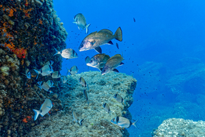 Aires marines protégées : quelle ambition réelle pour nos littoraux ?