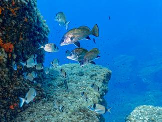 Aires marines protégées : quelle ambition...