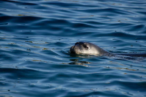 Mission Phoque Moine : cap sur la mer Ionienne avec la Fondation de la Mer !