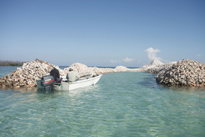 Cap sur l'île coquillages au coeur des Caraïbes