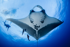 Plongée avec les raies : frissons garantis sous les ailes d’un géant pacifique