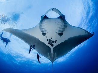 Plongée avec les raies : frissons garantis...