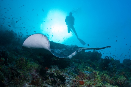 Nautisme Article