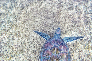 La Conférence « Our Ocean » apporte 133 milliards de dollars à l’action pour les océans