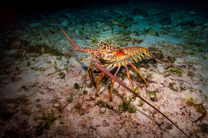 Peut-on pêcher la langouste en amateur ? Infos pratiques et légales