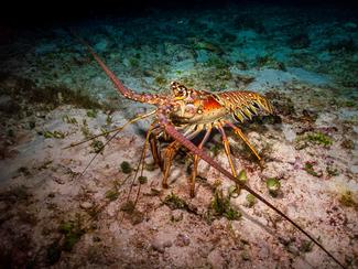 Peut-on pêcher la langouste en amateur ? Infos...