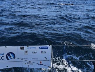 Transat Paprec : un océan d'incertitudes