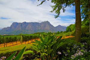 La Route des vins sud-africaine, incontournable escale œnologique