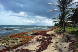 Sargasses en Guadeloupe : un fléau récurrent aux effets toxiques et aux enjeux économiques colossaux