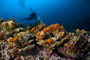 Le coralligène, la merveille de la Méditerranée