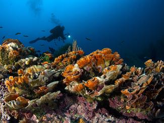 Le coralligène, la merveille de la Méditerranée