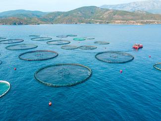 Pisciculture marine : un nouvel obstacle pour...