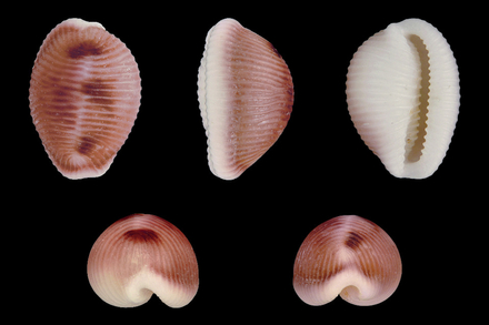 Trivia monacha Trivia monacha