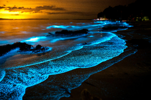 Bioluminescence marine : où admirer ce phénomène incroyable ?