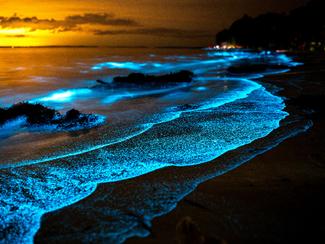 Bioluminescence marine : où admirer ce...