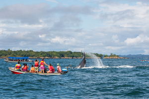 Observer les baleines à bosse sur la côte Pacifique colombienne