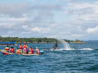 Observer les baleines à bosse sur la côte...