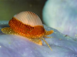 Le berlingot de mer : trésor discret ou fléau...