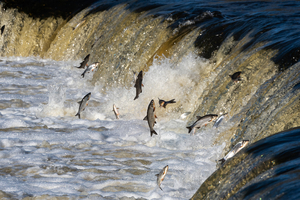 Poissons migrateurs : comprendre les enjeux de leurs déplacements pour mieux les protéger