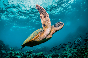 Tortues marines : ces géantes paisibles en danger