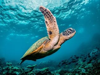 Tortues marines : ces géantes paisibles en danger