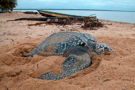 Tortue luth Nautisme Article