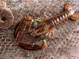 Homard ou langouste ? Apprendre à les distinguer