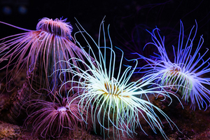 Pourquoi les créatures des fonds marins sont-elles lumineuses ?