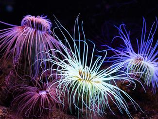 Pourquoi les créatures des fonds marins...