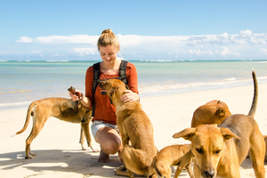 Câliner des chiens toute la journée sur une plage paradisiaque...