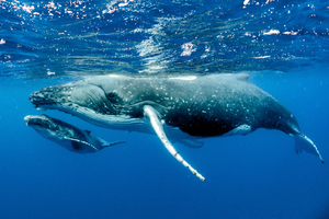 La pêche à la baleine dans le monde : état des lieux 2025