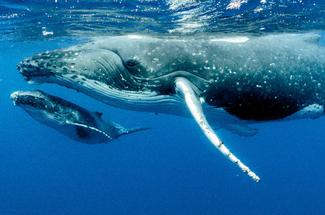 La pêche à la baleine dans le monde : état des lieux 2025