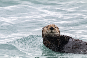 Tout savoir sur les loutres de mer : des sentinelles des océans à redécouvrir