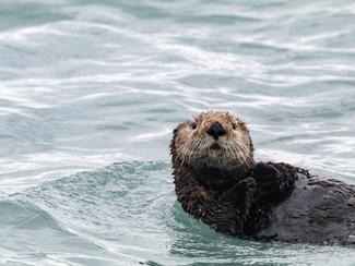 Tout savoir sur les loutres de mer : des...
