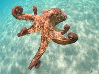 Poulpe, calamar, pieuvre, seiche : quelles...