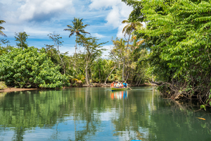 Indian River, la rivière enchantée de la Dominique