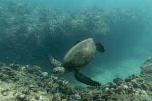Philippines : les tortues olivâtres plus que jamais en danger