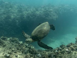 Philippines : les tortues olivâtres plus que...