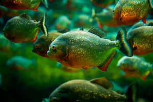 Les piranhas sont-ils vraiment dangereux pour l'homme ?