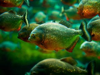 Les piranhas sont-ils vraiment dangereux pour...