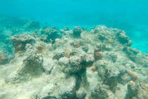 Que se passera-t-il après la mort des coraux ?