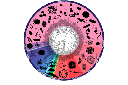 La roue de la vie - Base de donnees globale La roue de la vie - Base de donnees globale