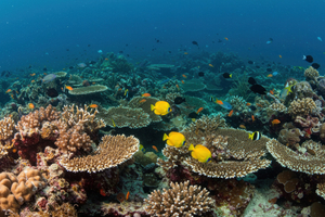 Les aires marines protégées sont rarement protégées contre la pêche