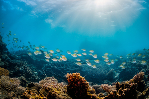 Dans cet archipel riche an coraux, la Grèce interdit la pêche au chalut, un exemple en Europe