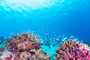Australie: des gamètes cryogénisées pour sauver la Grande Barrière de corail