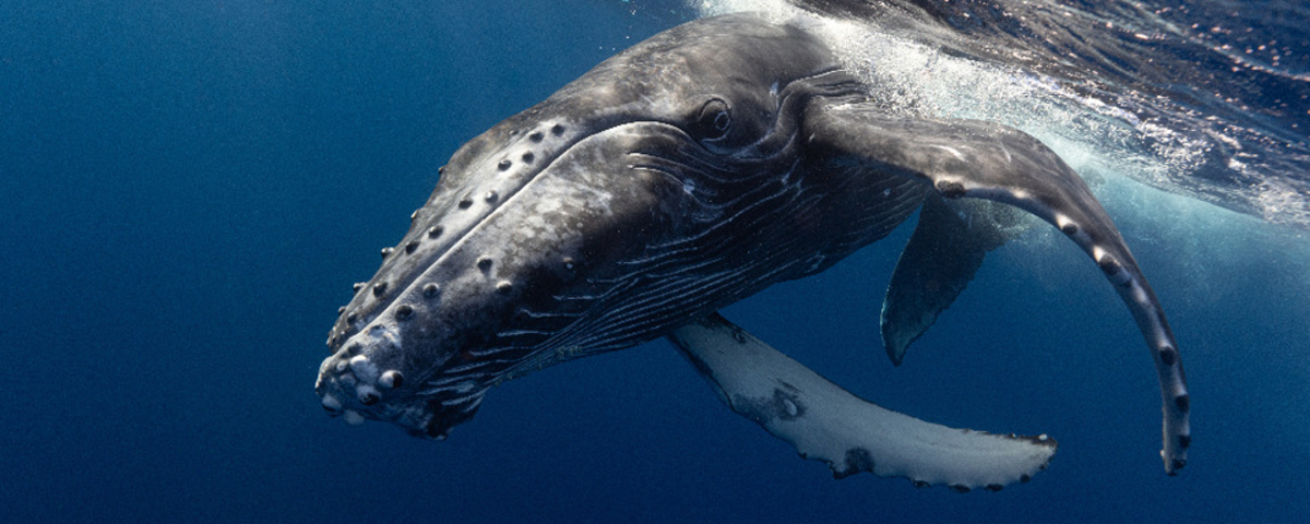 Océans en danger : dix clés pour saisir les enjeux majeurs de la mer