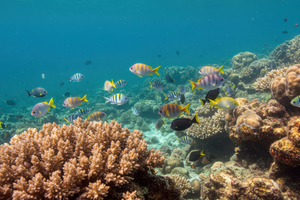 Observation des fonds marins : l'Unesco veut équiper 10 000 navires de capteurs