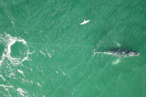 Australie: mission de sauvetage pour une baleine enchevêtrée dans une corde